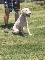 Milo, a male Poodle - Standard  for sale in Coleman, TX – 4 of 9