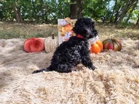 Pink, a female Maltipoo for sale in Coleman, TX – 3 of 3