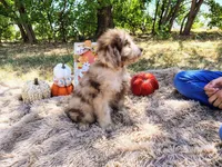 Blue-medium, a male Goldendoodle for sale in Coleman, TX – 2 of 3