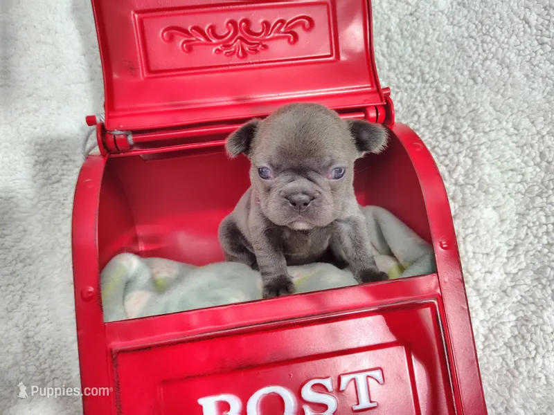 Pearl – French Bulldog puppy for sale in Coleman, TX