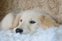 Peach, a female Golden Retriever for sale in Coleman, TX – 6 of 10