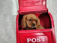 Weekend sale-Blue, a male Cavalier King Charles Spaniel for sale in Weatherford, TX – 2 of 4