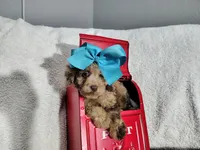 Blue-medium, a male Goldendoodle for sale in Coleman, TX – 5 of 6