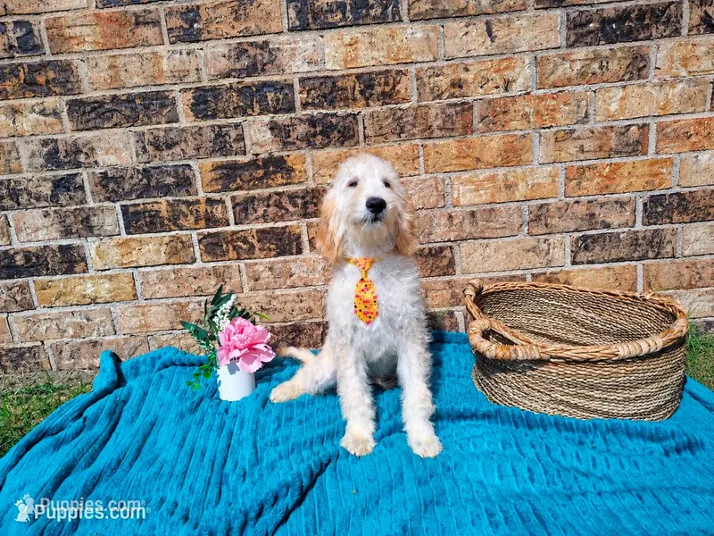 Teal-Medium – Goldendoodle puppy for sale in Coleman, TX