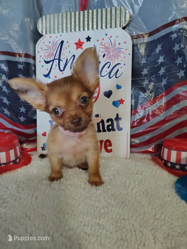 Lilac – Chihuahua puppy for sale in Coleman, TX