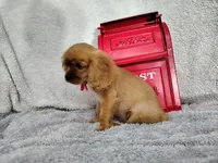 Weekend sale -Orange, a male Cavalier King Charles Spaniel for sale in Weatherford, TX – 6 of 6