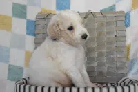 Blue, a male Goldendoodle for sale in Coleman, TX – 7 of 7
