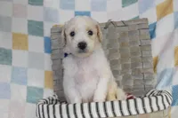 Blue, a male Goldendoodle for sale in Coleman, TX – 2 of 7