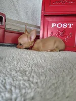 Pink, a male Chihuahua for sale in Coleman, TX – 5 of 6
