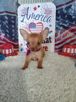 Purple, a female Chihuahua for sale in Coleman, TX – 8 of 8