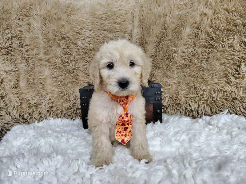 Orange – Goldendoodle puppy for sale in Coleman, TX