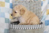 Orange , a male Goldendoodle for sale in Coleman, TX – 4 of 7
