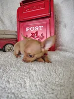 Pink, a male Chihuahua for sale in Coleman, TX – 2 of 6