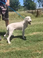 Milo, a male Poodle - Standard  for sale in Coleman, TX – 6 of 9