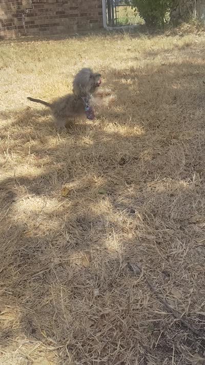 Teacup -McLaren-Weekend Sale! , a male Maltipoo for sale in Coleman, TX – 7 of 7