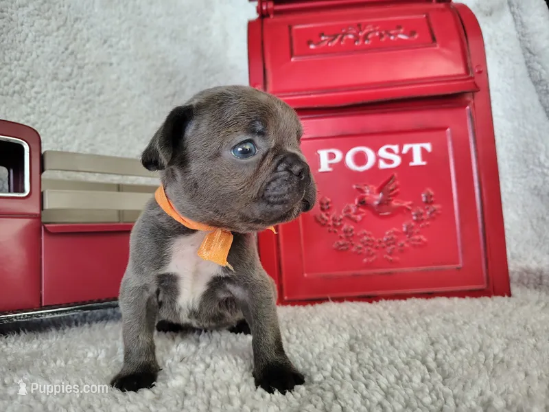 Orange collar – French Bulldog puppy for sale in Coleman, TX