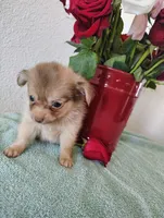 Hot cocoa , a male Chihuahua for sale in Coleman, TX – 2 of 8