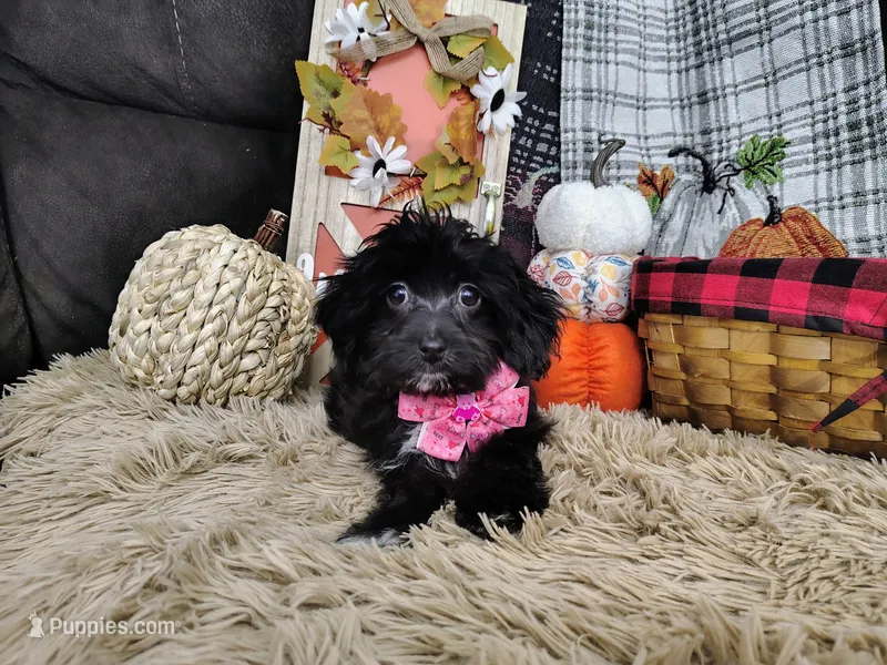 Lavender  – Havapoo puppy for sale in Coleman, TX