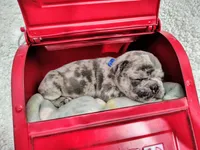 Emerald, a male French Bulldog for sale in Coleman, TX – 3 of 4