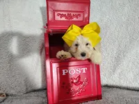 Yellow-medium, a male Goldendoodle for sale in Coleman, TX – 3 of 6
