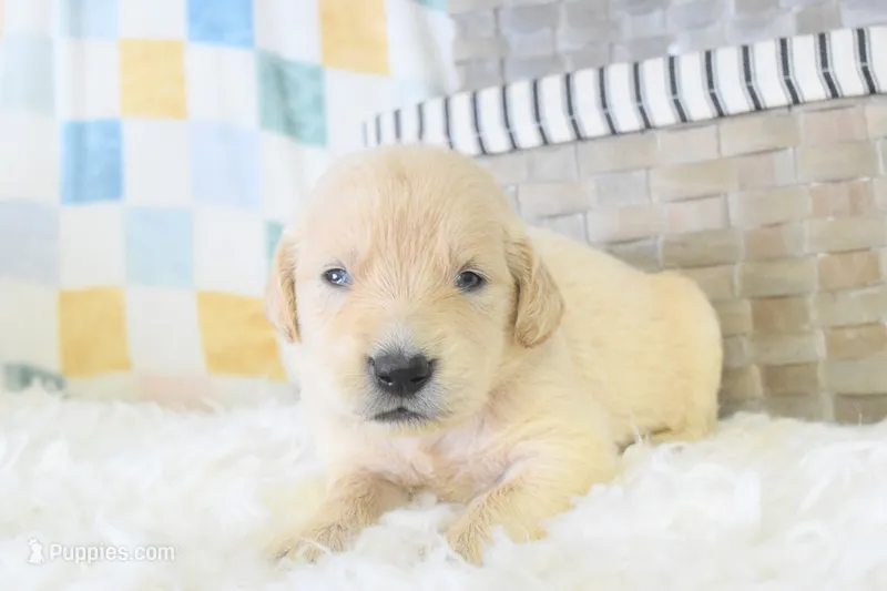Light Pink – Golden Retriever puppy for sale in Coleman, TX
