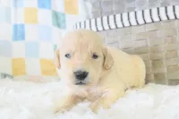 Light Pink, a female Golden Retriever for sale in Weatherford, TX – 1 of 3