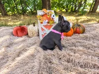 Pearl, a female French Bulldog for sale in Coleman, TX – 4 of 4