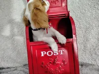 Weekend sale -Black , a male Cavalier King Charles Spaniel for sale in Weatherford, TX – 2 of 5