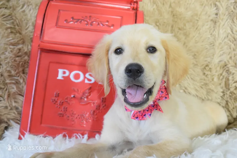 Maroon – Golden Retriever puppy for sale in Coleman, TX