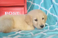 Pink, a female Golden Retriever for sale in Coleman, TX – 4 of 6