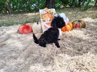 Magenta, a female Maltipoo for sale in Coleman, TX – 4 of 4