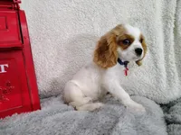 Weekend sale -Black , a male Cavalier King Charles Spaniel for sale in Weatherford, TX – 4 of 5