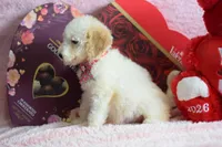 S-light pink, a female Miniature Goldendoodle for sale in Weatherford, TX – Photo 4 of 4