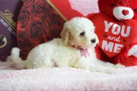 S-light pink, a female Miniature Goldendoodle for sale in Weatherford, TX – Photo 2 of 4