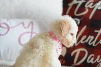 processed/c3792153-3353-4e86-af74-fb614b78d8b9/listing/18569fa2-5fe2-4fe5-b8d3-dfbd441ac760/41ac3e8d-bf03-4a06-b790-2c0ea6b16816