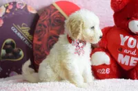 S-light pink, a female Miniature Goldendoodle for sale in Weatherford, TX – Photo 3 of 4