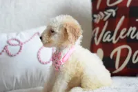 processed/c3792153-3353-4e86-af74-fb614b78d8b9/listing/18569fa2-5fe2-4fe5-b8d3-dfbd441ac760/ea74c5d9-2cef-4376-8664-7e98b24d02a3