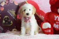 S-light pink, a female Miniature Goldendoodle for sale in Weatherford, TX – Photo 1 of 4