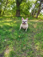 Diamond , a female French Bulldog for sale in Coleman, TX – 1 of 2