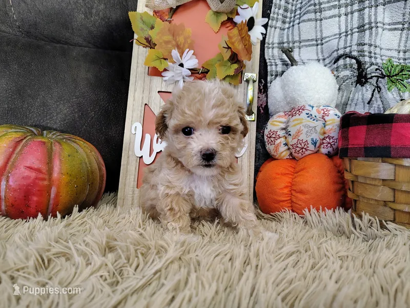 Princess  – Havapoo puppy for sale in Coleman, TX
