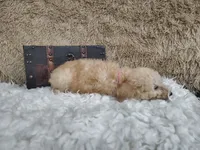 Light pink, a female Goldendoodle for sale in Coleman, TX – 3 of 7