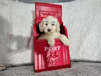 Baby blue-medium , a male Goldendoodle for sale in Coleman, TX – 6 of 6