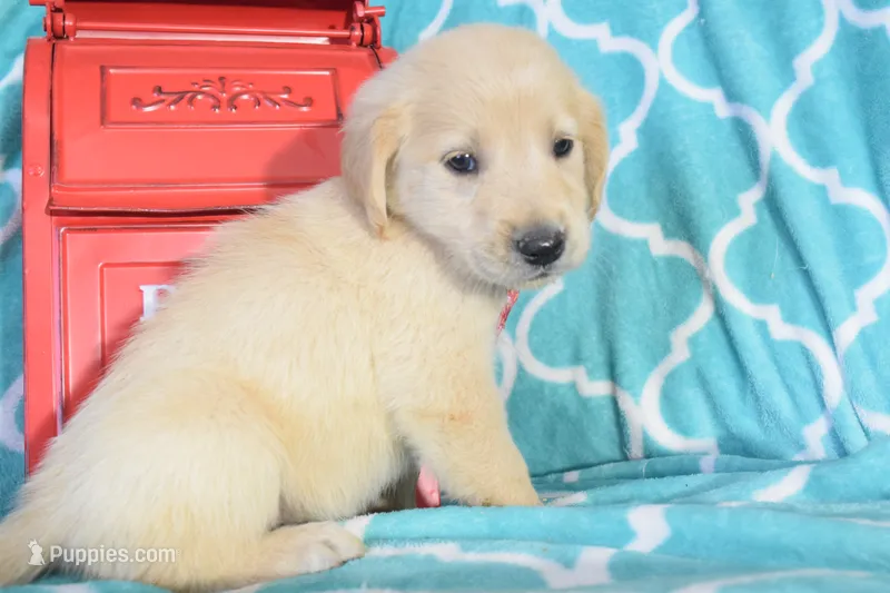 Maroon – Golden Retriever puppy for sale in Coleman, TX