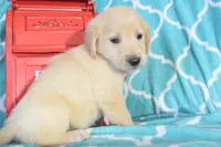 Maroon, a female Golden Retriever for sale in Coleman, TX – 1 of 5