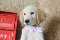 Peach, a female Golden Retriever for sale in Coleman, TX – 7 of 10