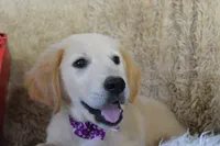 Purple, a female Golden Retriever for sale in Coleman, TX – 2 of 10
