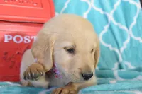 Pink, a female Golden Retriever for sale in Coleman, TX – 1 of 6