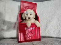 Baby blue-medium , a male Goldendoodle for sale in Coleman, TX – 5 of 6