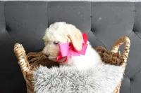 P-grey, a female Goldendoodle for sale in Houston, TX – Photo 4 of 6