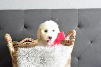 P-grey, a female Goldendoodle for sale in Houston, TX – Photo 3 of 6